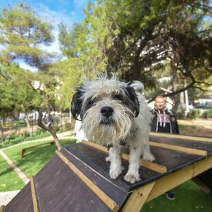Δύο πάρκα αποκλειστικά για σκύλους στην Αθήνα