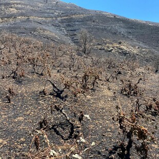 Φωτιά στο Ρέθυμνο: Στάχτη 300 στρέμματα αυτόριζων αμπελώνων στους Μελάμπες - Αγώνας για ανασύσταση της γης