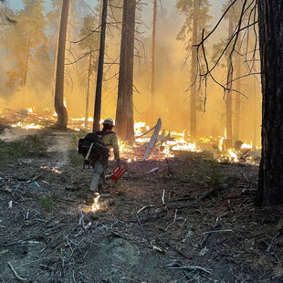 Γιγαντώθηκε η φωτιά κοντά στο Εθνικό Πάρκο Yosemite - Εκκενώσεις και καταστροφές