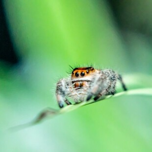 Do spiders sleep? Study suggests they may snooze like humans