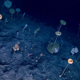 Discovered in the deep: the ‘forest of the weird’