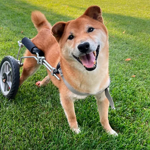 Ο χαμογελαστός Γκόρντον «στέφθηκε» ο πιο χαριτωμένος σκύλος του κόσμου- επέζησε από τροχαίο