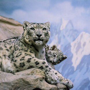 SOS από τα Ηνωμένα Έθνη για τη λεοπάρδαλη του χιονιού: Έχουν απομείνει λίγες χιλιάδες 