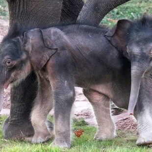 Δίδυμοι ελέφαντες γεννήθηκαν σε ζωολογικό κήπο- Έπειτα από 10 ώρες ο δεύτερος, αιφνιδίασε