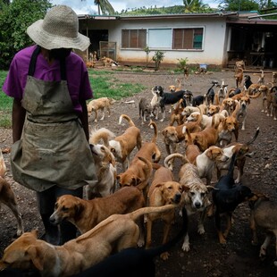 Fiji dogged by strays after Covid breeding boom