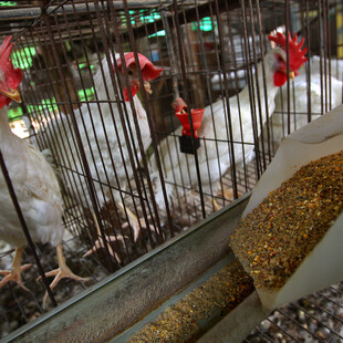 New Zealand bans battery cages for hens – but replacement ‘just as bad’