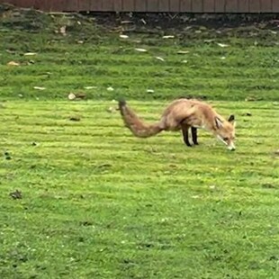Δίποδη αλεπού σε κήπο στη Βρετανία- «Δεν έχουμε ξαναδεί κάτι τέτοιο στη φύση, αλλά το ζώο φαίνεται υγιές»