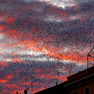 Rome’s starlings create a stunning spectacle.