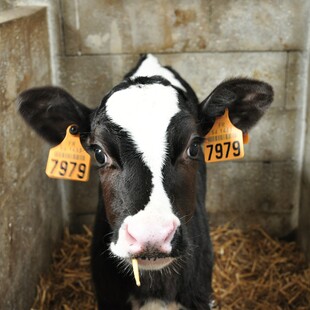 ΕΕ: Νέοι κανόνες για αγελάδες, πάπιες, χήνες, ορτύκια- Για καλή διαβίωση