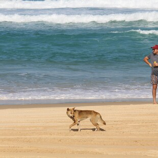 Boy, 10, bitten and dragged under water in dingo attack on K’gari beach