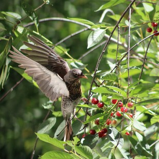 «Διαλέξετε τα κεράσια σας»: Εκδήλωση ακυρώθηκε αφότου πουλιά έφαγαν όλα τα φρούτα