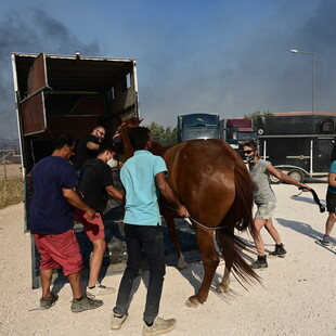 Φωτιά στον Κουβαρά: Επιχείρηση μεταφοράς ζώων από το πύρινο μέτωπο