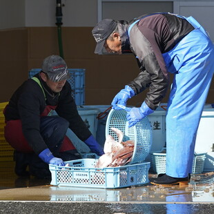 Φουκουσίμα: Εντοπίστηκε ψάρι με ραδιενέργεια 180 φορές πάνω από το όριο ασφαλείας