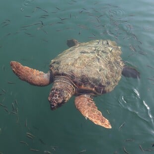 Ρεκόρ σε φωλιές θαλάσσιας χελώνας Caretta-caretta - 1.800 φέτος στη Ζάκυνθο