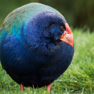Προϊστορικό πουλί που κάποτε πίστευαν ότι έχει εξαφανιστεί επέστρεψε στην άγρια φύση της Νέας Ζηλανδίας