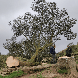 Βρετανία: Συνελήφθη 16χρονος για το κόψιμο του δέντρου των «Ρομπέν των Δασών»