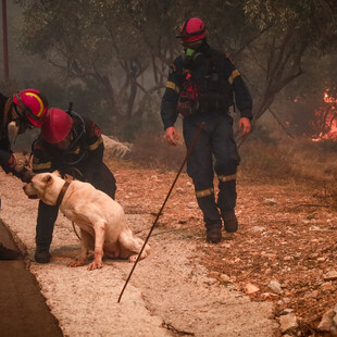 Πυροσβεστική: 3.275 διασώσεις ζώων από τις αρχές του 2023