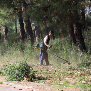 Δάση: Διαχείριση και προστασία με χρηματιστήριο ρύπων