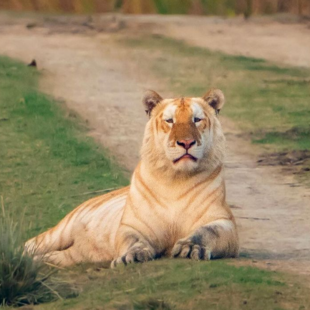 Γιατί μια σπάνια «χρυσή» τίγρη που φωτογραφήθηκε στην Ινδία ανησυχεί τους οικολόγους
