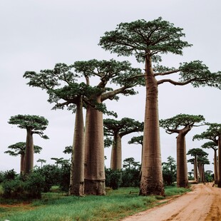 Επιστήμονες έλυσαν το μυστήριο του αρχαίου «δέντρου της ζωής»
