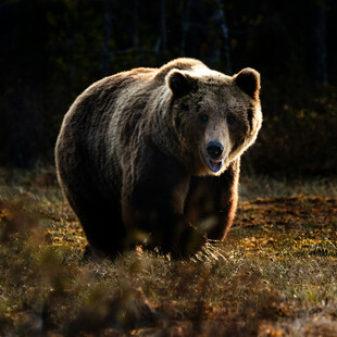 Ιταλία: Αρκούδα επιτέθηκε και τραυμάτισε τουρίστα στο Τρεντίνο