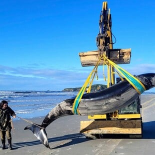 Η πιο σπάνια φάλαινα του κόσμου εξόκειλε σε παραλία της Νέας Ζηλανδίας