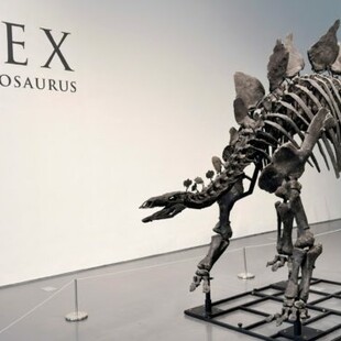 Ο δεινόσαυρος «Apex»πουλήθηκε για 44,6 εκατ. δολάρια - Το αρτιότερο απολίθωμα στεγόσαυρου που έχει βρεθεί