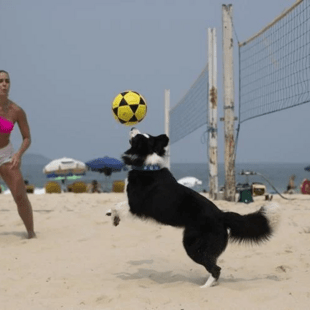 Ο Φλόκι, ο σκύλος που «διδάσκει» footvolley στις παραλίες του Ρίο 