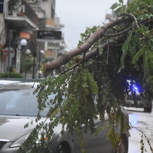 Θεσσαλονίκη: Πτώσεις δέντρων και κλαδιών λόγω των ισχυρών ανέμων στην πόλη