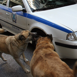 Αγέλη αδέσποτων σκύλων επιτέθηκε και δάγκωσε 5χρονο στον Βόλο