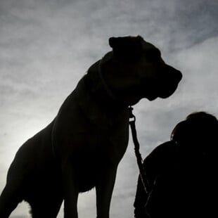 Θεσσαλονίκη: Συνελήφθη 68χρονη στην Περαία - Την κατήγγειλαν ότι το σκυλί της επιτέθηκε σε 2 παιδιά