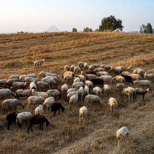 Κρήτη: Άγνωστοι κατέσφαξαν 90 αίγες και τράγους σε στάνη κτηνοτρόφου στο Λασίθι