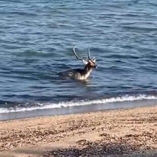 Λήμνος: Ελάφι βούτηξε στη θάλασσα