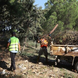 Δάση: Βροχή εκατομμυρίων για δράσεις προστασίας − υπάρχει αποτέλεσμα;