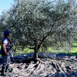 Ελαιόλαδο: Γιατί κοστίζει 4,60 ευρώ στο χωράφι και 14 στο ράφι