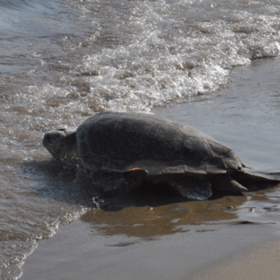 Μαραθωνήσι: Κίνδυνο για την Caretta caretta από οικοδομικές εργασίες, καταγγέλλουν οργανώσεις