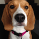 Legal Beagle