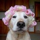 Σκύλος με μπικουτί στα μαλλιά