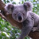 koala franjirrojo