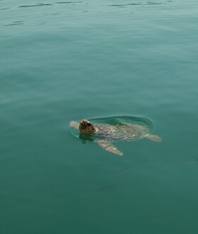 Μάνη: Θαλάσσια χελώνα επιτέθηκε σε λουόμενη - Κλείδωσε το στόμα της χελώνας