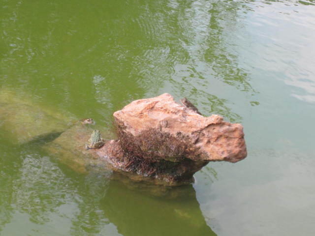 frogs in Ecovillage_dmit river valley_Lebanon